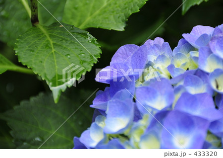 紫陽花 433320