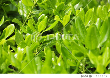 新緑 433325