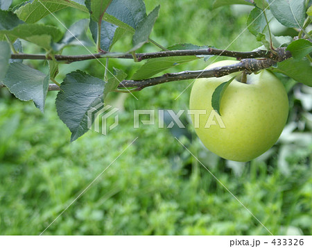 未熟な青林檎 未熟な青林檎 433326