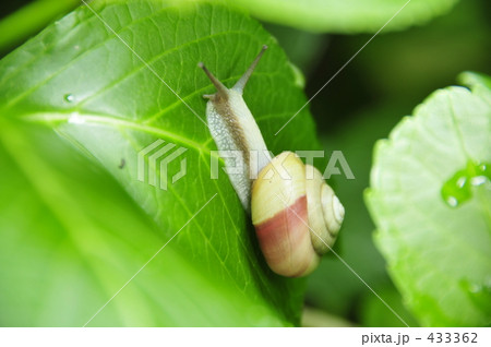 かたつむり かたつむり 433362