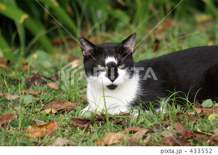 見つめる猫 433552