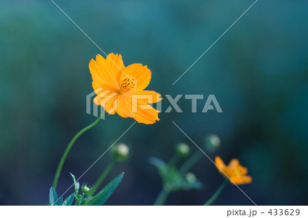黄花コスモス 433629