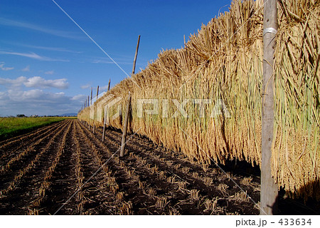 稲のカーテン 433634