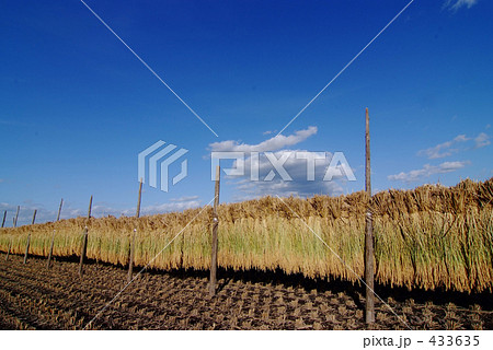 稲干し 稲干し 433635