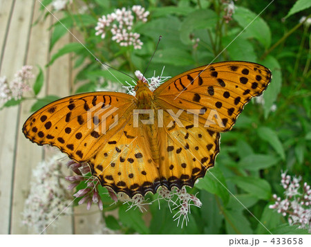 ツマグロヒョウモン♂ 433658