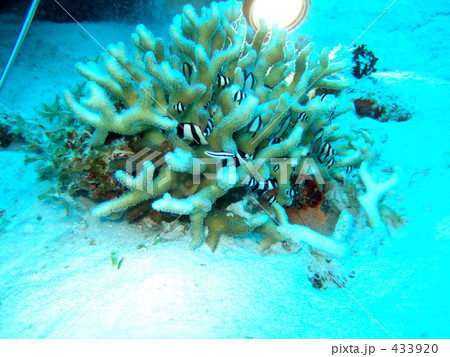珊瑚と熱帯魚 珊瑚と熱帯魚 433920