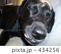 ブサイク犬 434256