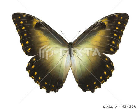 モルフォ蝶 434356