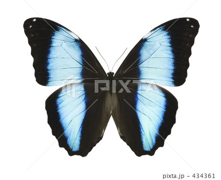 モルフォ蝶 434361