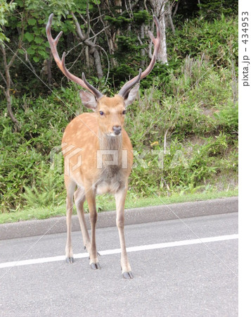 エゾ鹿 エゾ鹿 434953