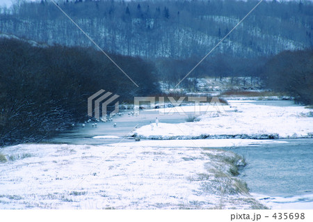 タンチョウ 435698