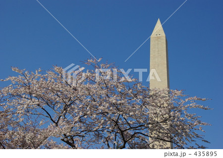 桜とワシントンモニュメント 435895
