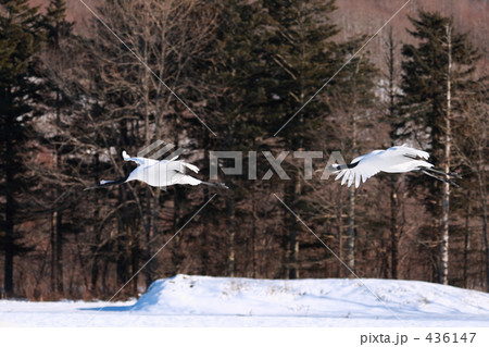 タンチョウ 436147