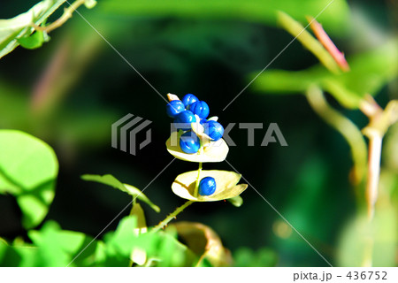 宝石のような 2 宝石のような 2 436752