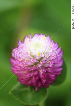 センニチコウの中の小さな花形 436812