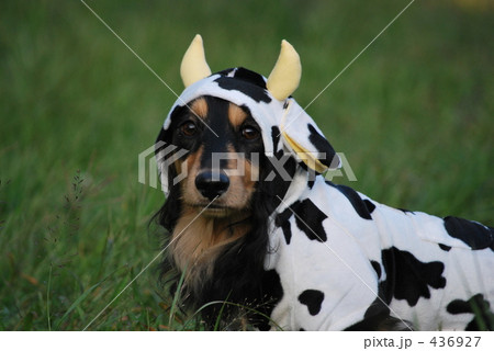 牛ダックス 436927
