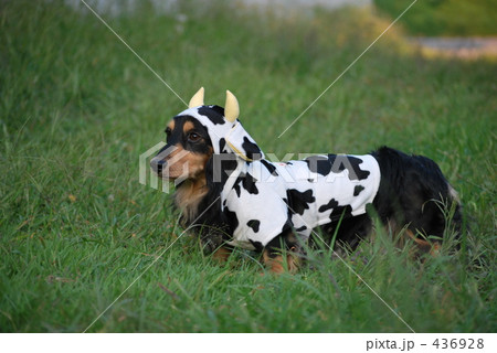 牛ダックス 牛ダックス 436928
