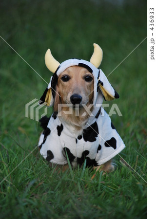 牛ダックス 436933