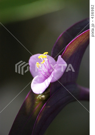 ムラサキゴテン ムラサキゴテン 436982