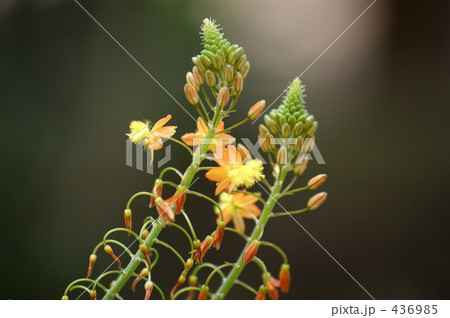 ヤマシャクヤク 436985