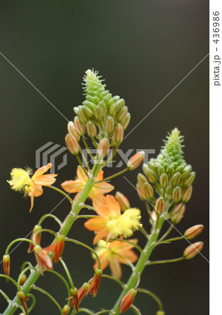 ヤマシャクヤク 436986