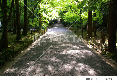 木漏れ日の道 436991