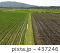 田んぼ 437246