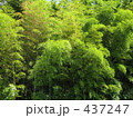 竹林 437247
