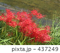 川辺の彼岸花 437249