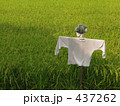 かかしと稲 437262