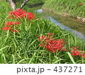 小川に彼岸花 437271
