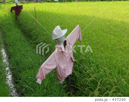 カカシ カカシ 437280