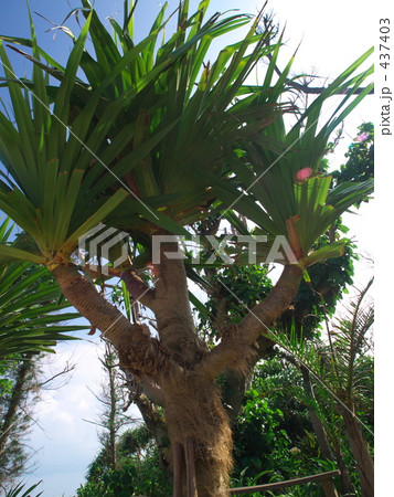 ビヨウタコノキ 437403