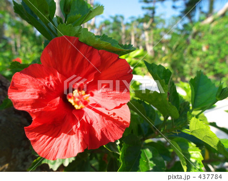 ハイビスカス 437784