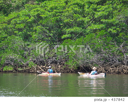 ジャングルクルーズ 437842