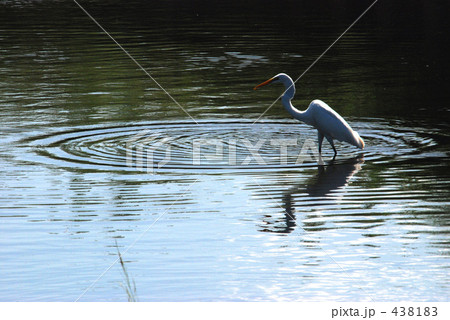 見沼田圃・秋 見沼田圃・秋 438183
