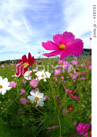 コスモス 438593