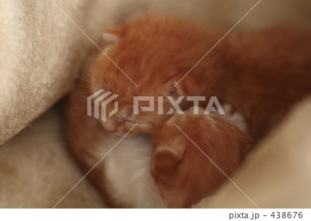 子猫 438676