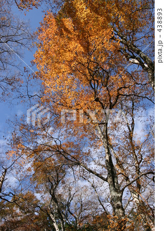ブナの森で秋晴れの空を見上げてみれば 438893