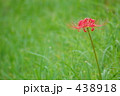 彼岸花 438918