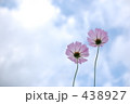 コスモス、仲良く 438927