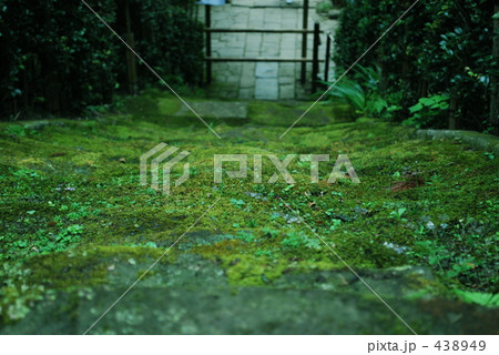 苔むした石段を見下ろす 438949