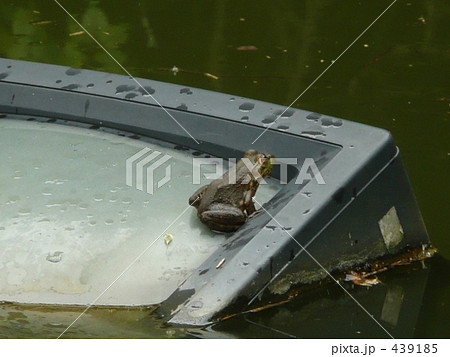 テレビとカエル テレビとカエル 439185