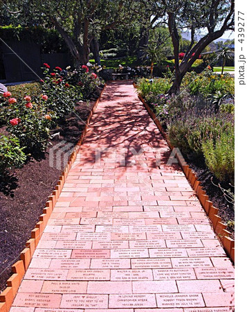 バージンロード 439277