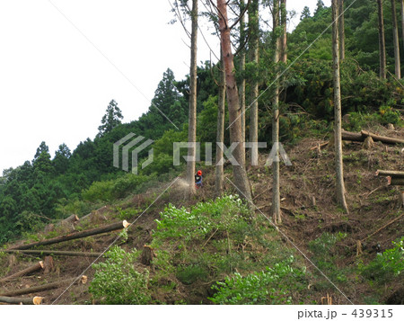 伐採の森 439315