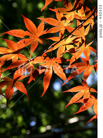 もみじ 440333