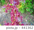 サニーレタス 441362