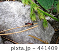あり 441409