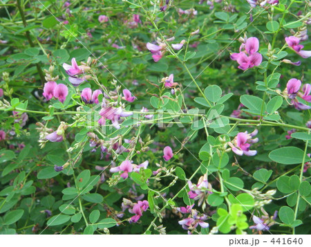 萩の花 441640