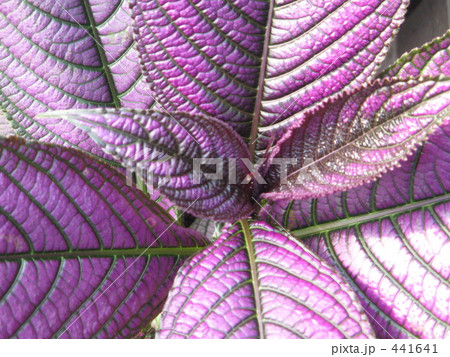 メタリックな葉 メタリックな葉 441641